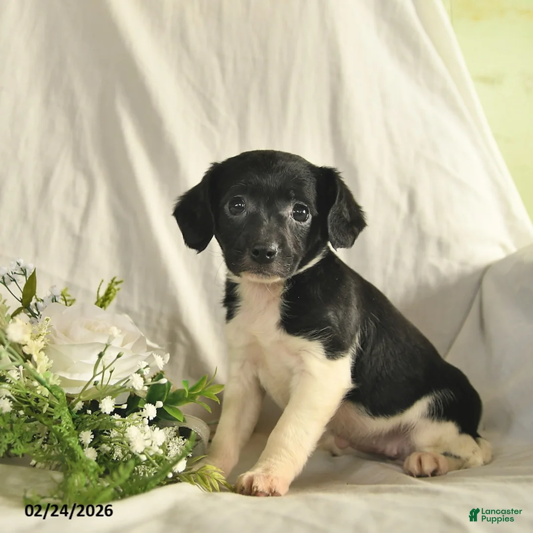 Mixed Breed dogs for sale: Merci  - Ad 2