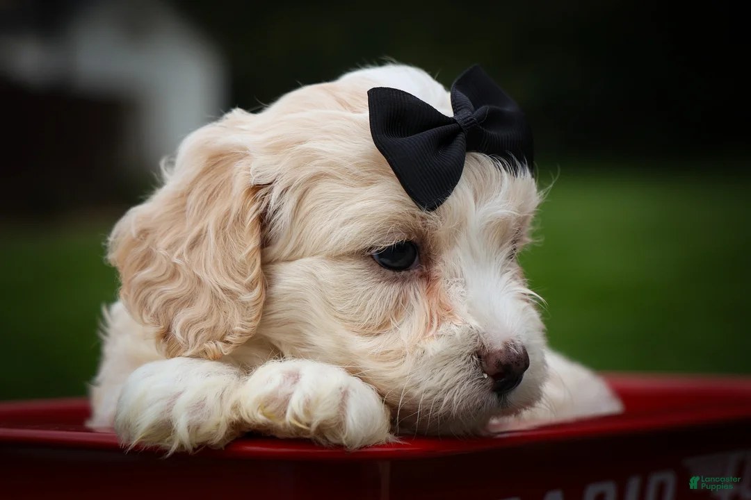 Cavachon dogs for sale: Houston🐾💙 - Ad 2
