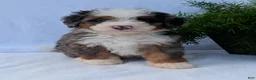 Mini Bernedoodle dogs for sale: Mini Louie  - Ad 29