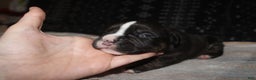 American Bully dogs for sale: Spunk - Ad 3