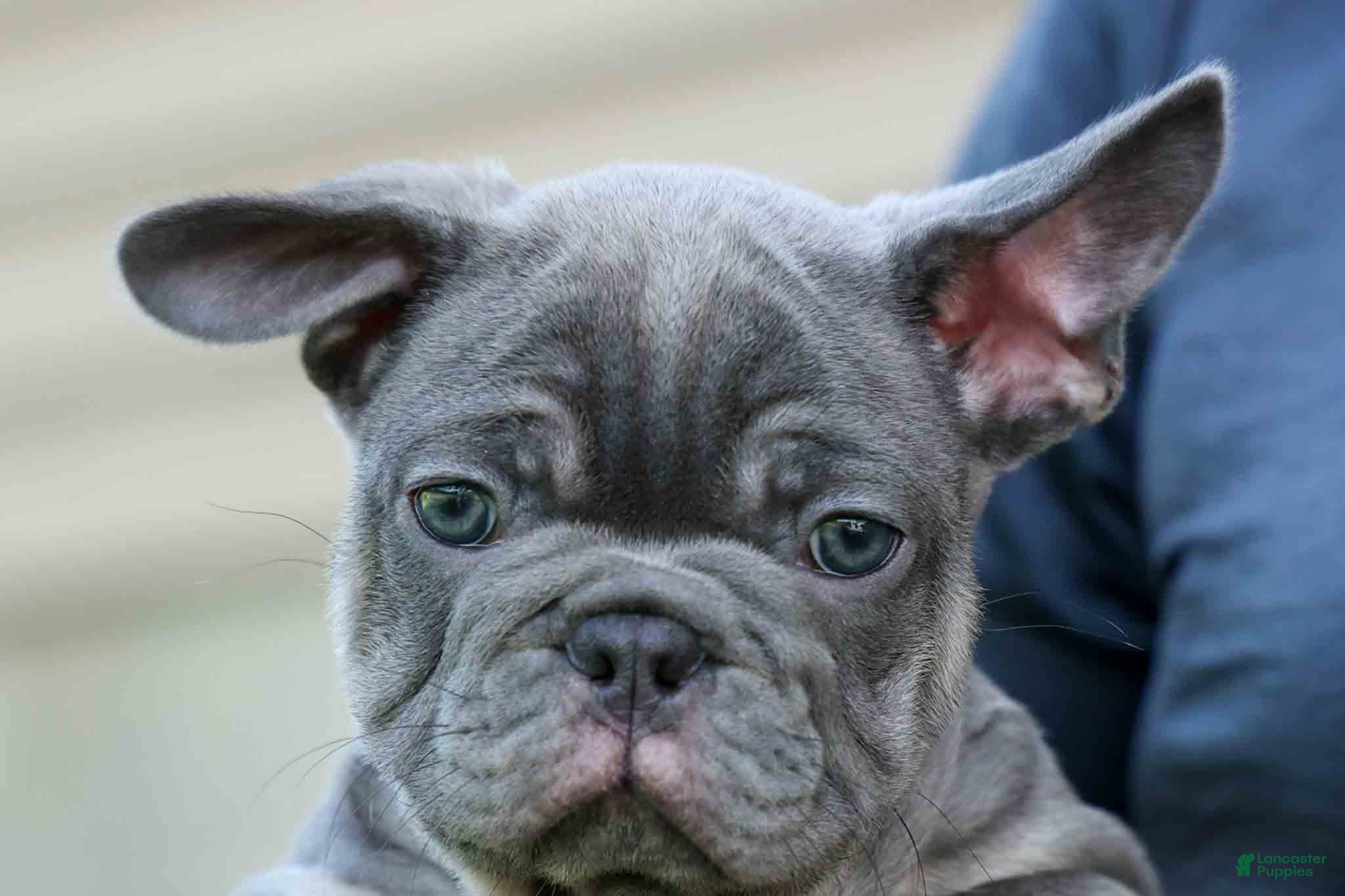 French Bulldog dogs 🐾 Mickey - Ad 1