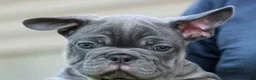French Bulldog dogs for sale: 🐾 Mickey - Ad 8