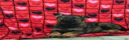 German Shepherd dogs for sale: Quincy - Ad 2