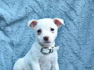 Toy Fox Terrier dogs - Ad 6