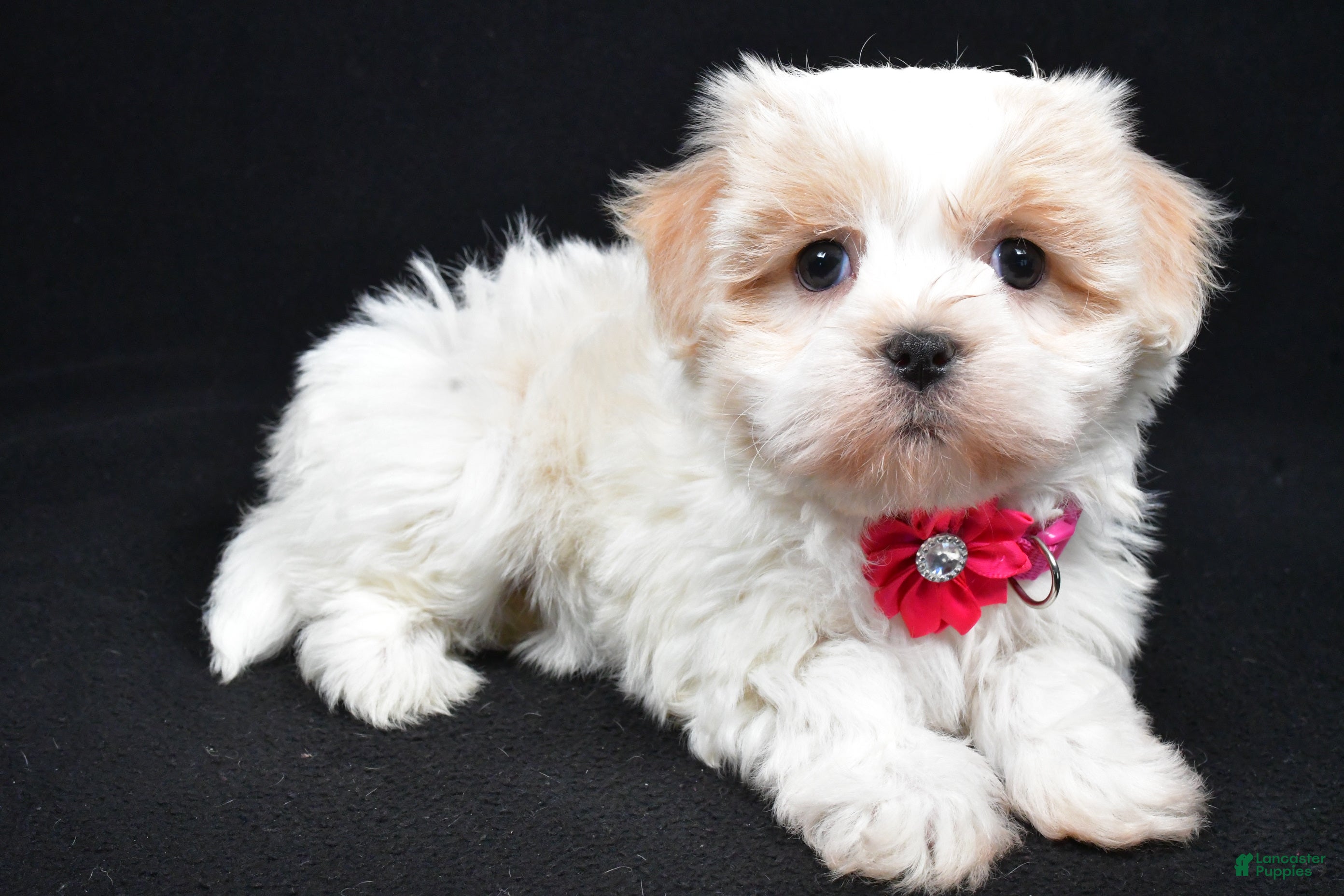 Havanese dogs Lucy - Ad 15