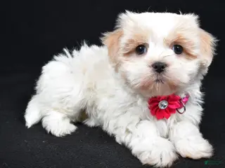 Havanese dogs Lucy - Ad 15