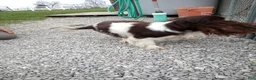 Cavalier King Charles Spaniel dogs for stud: Duke  - Ad 2