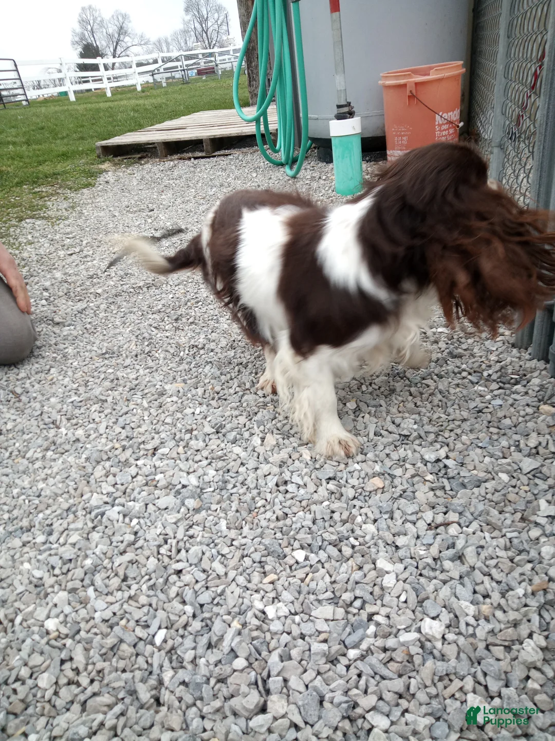 Cavalier King Charles Spaniel dogs for stud: Duke  - Ad 2