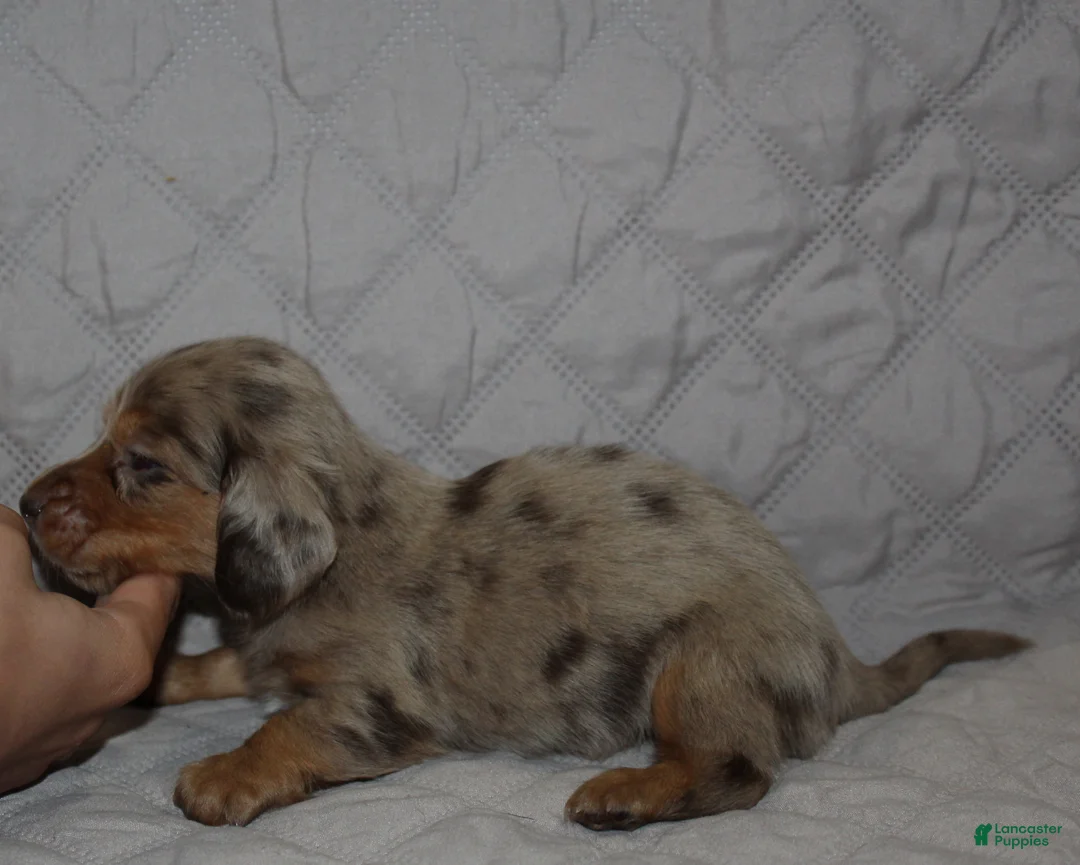 Miniature Dachshund dogs for sale: Misha - Ad 2