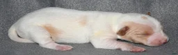 Rat Terrier dogs for sale: Malone - Ad 3