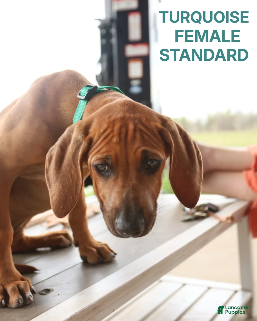 Rhodesian Ridgeback dogs for sale: Rhodesian Ridgeback Puppy 1 - Ad 1