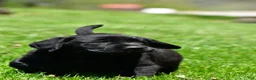 Labrador Retriever dogs for sale: Lacey - Ad 7
