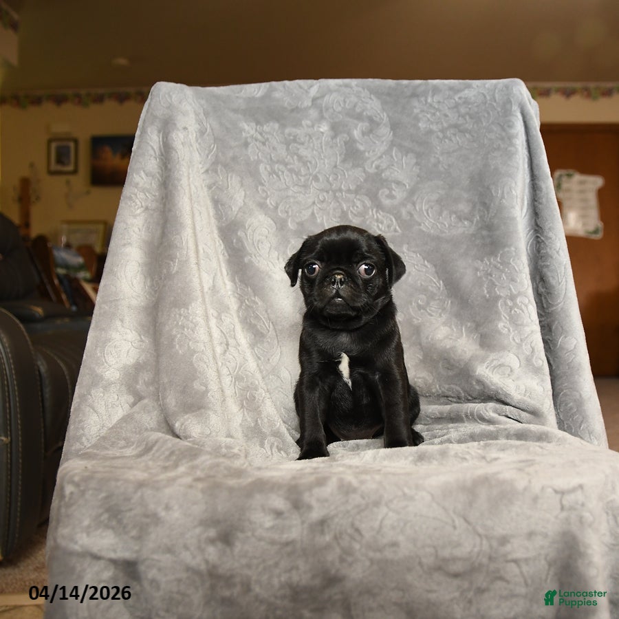 Pug dogs Sally - Ad 1