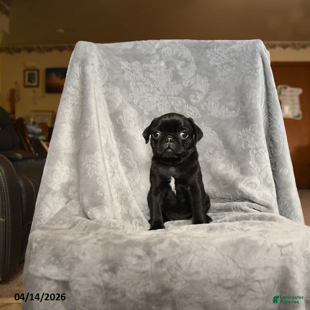 Pug dogs for sale: Sally - Ad 1