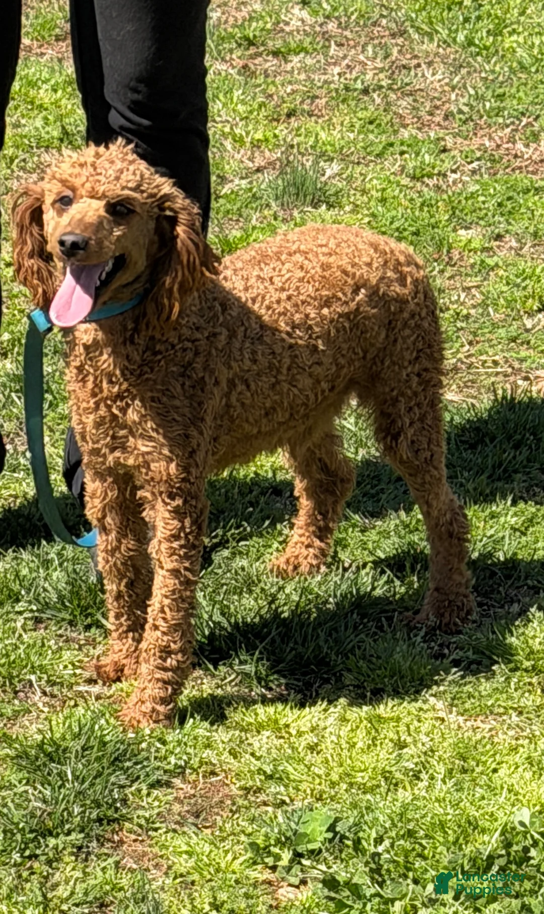 Miniature Poodle dogs for sale: Brent - Ad 2