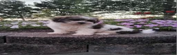 Teddy Bear dogs for sale: Dewey - Ad 3