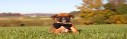 Boxer dogs for sale: Rocky - Ad 3