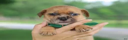Jug dogs for sale: Zacchaeus Jug Puppy - Ad 1