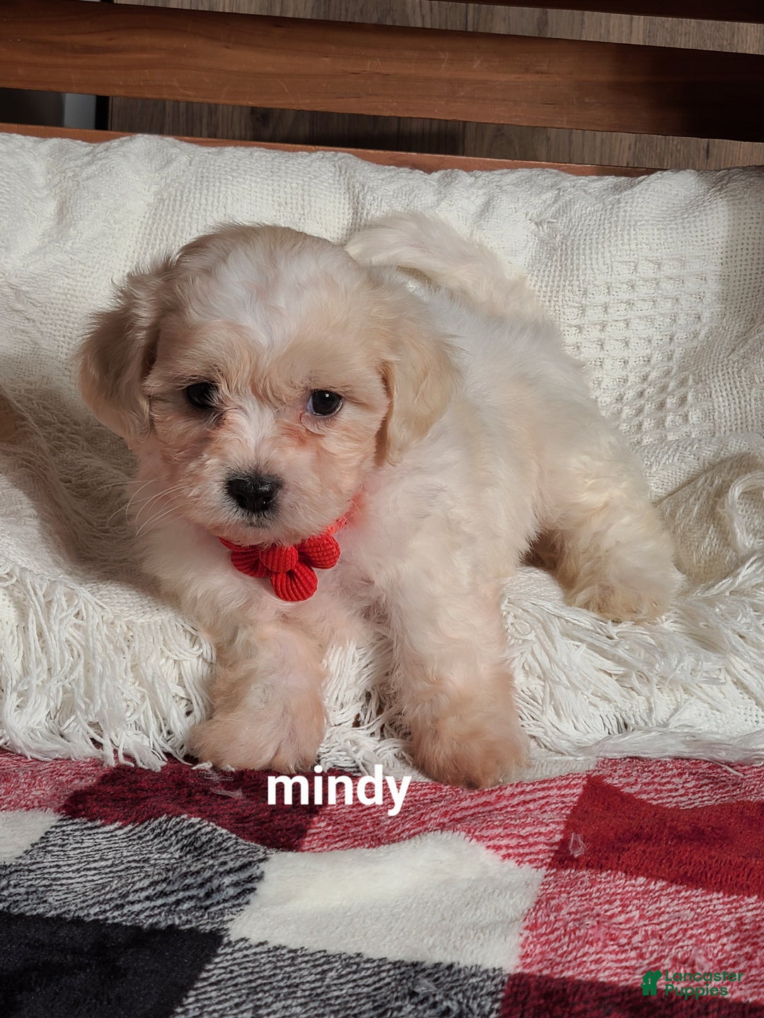 Teddy Bear dogs for sale: Mindy  - Ad 11