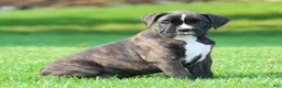 Boxer dogs for sale: Honey  - Ad 4