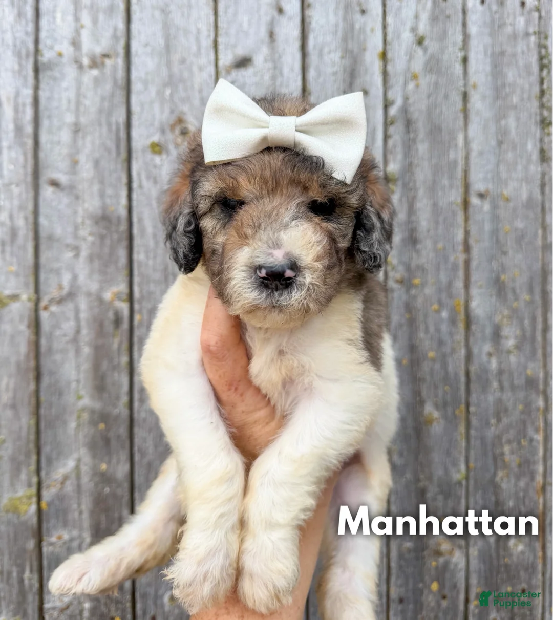 Goldendoodle dogs for sale: Manhattan - Standard F1b - Ad 2