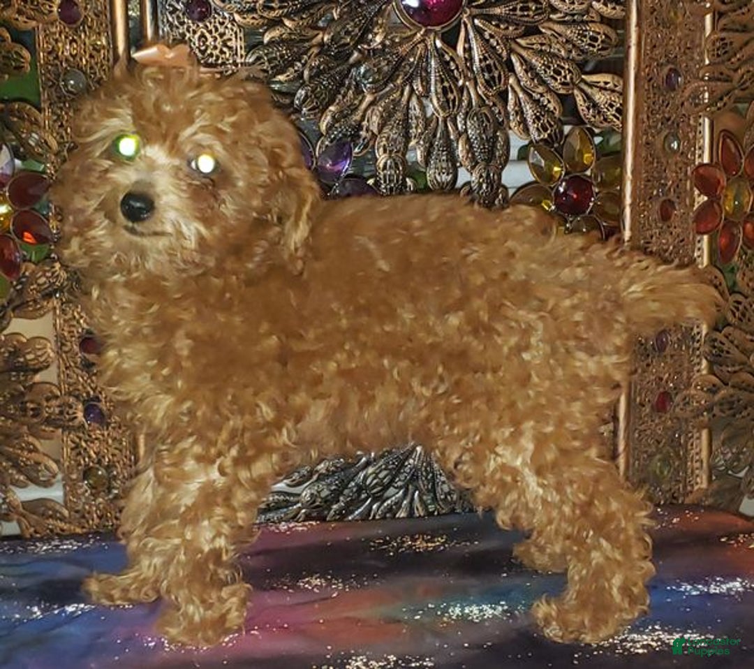 Toy Poodle dogs for sale: Toy Poodle Puppy 3 - Ad 6