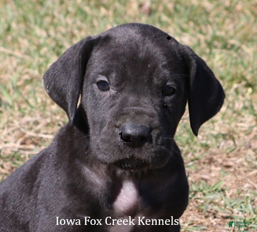 Great Dane dogs Stella - Ad 10