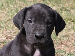 Great Dane dogs Stella - Ad 17