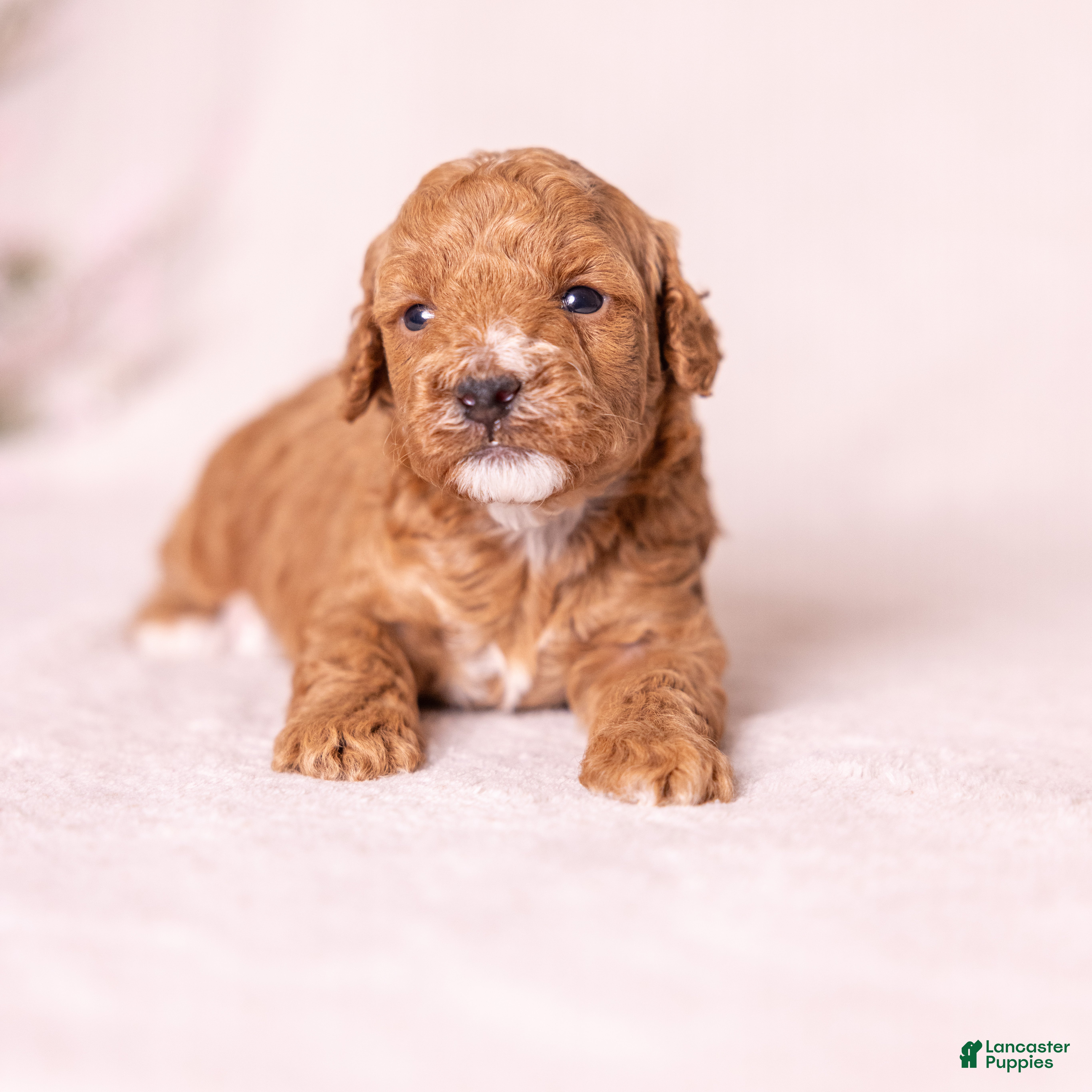 Miniature Poodle dogs Glee - Ad 1