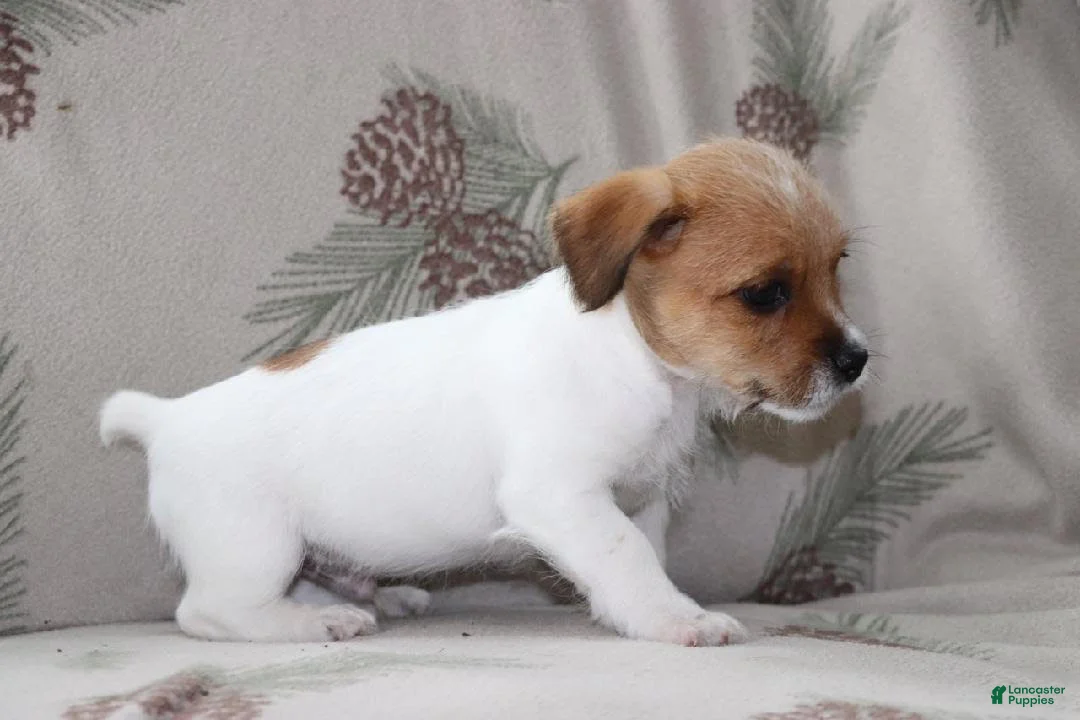 Mixed Breed dogs for sale: Spot - Ad 3