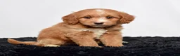 Mini Goldendoodle dogs for sale: Ms. Autumn - Ad 3