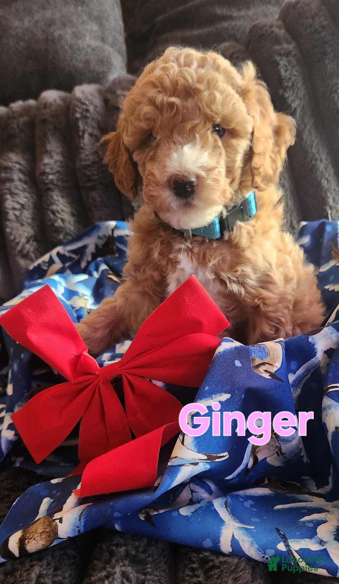 Mini Goldendoodle dogs for sale: Ginger - Ad 1