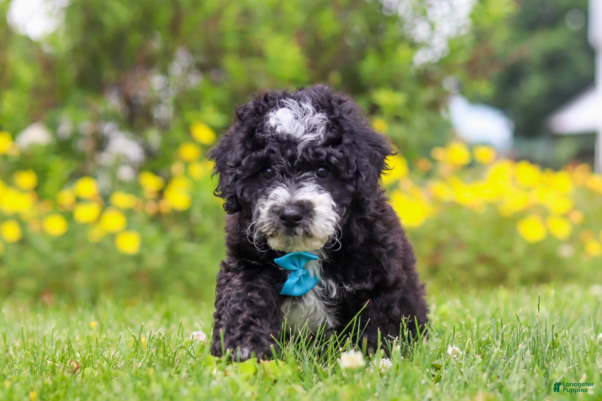 Mini Bernedoodle dogs Kobe - Ad 2