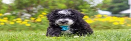 Mini Bernedoodle dogs for sale: Kobe - Ad 3