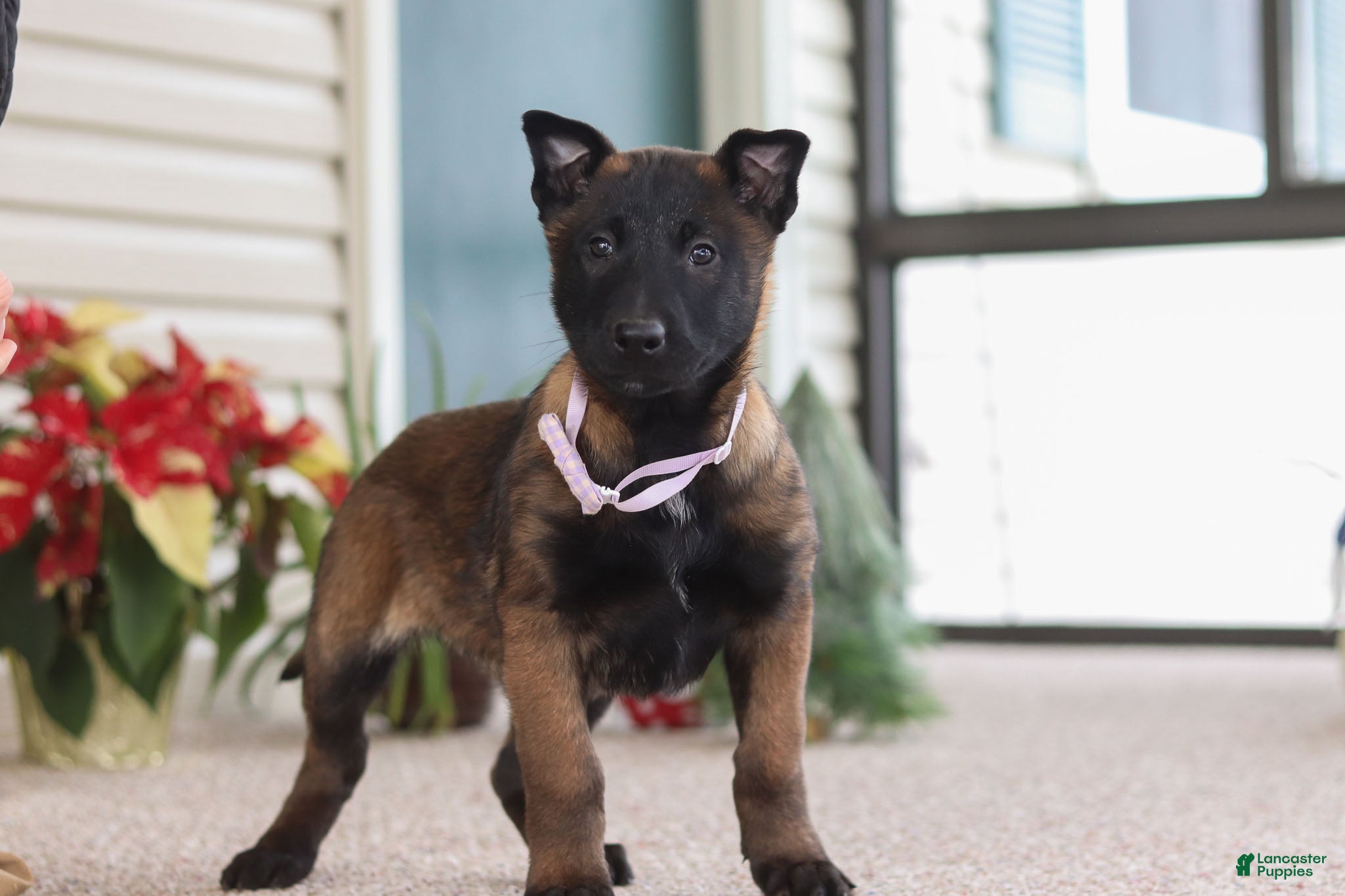 Belgian Malinois dogs Pumpkin - Ad 3