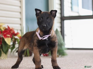 Belgian Malinois dogs Pumpkin - Ad 7