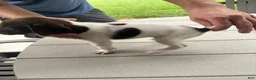 German Shorthaired Pointer dogs for sale: German Shorthaired Pointer 3 - Ad 6