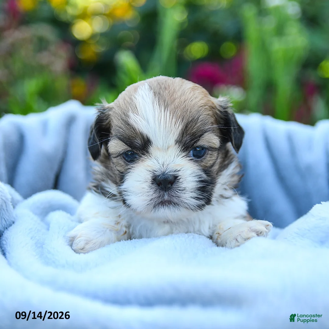 Shih Tzu dogs for sale: Mikey - Ad 2