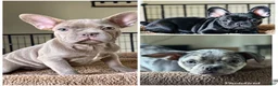 French Bulldog dogs for sale: Willis  - Ad 3