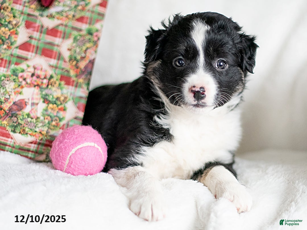 Mixed Breed dogs for sale: Singen - Ad 3