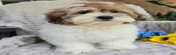 Shihpoo dogs for sale: Sparky - Ad 11