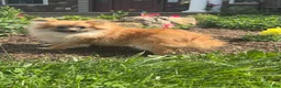 Pomeranian dogs for sale: Penny  - Ad 5