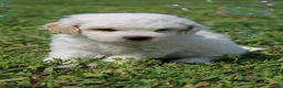 Bichpoo dogs for sale: Sable - Ad 4