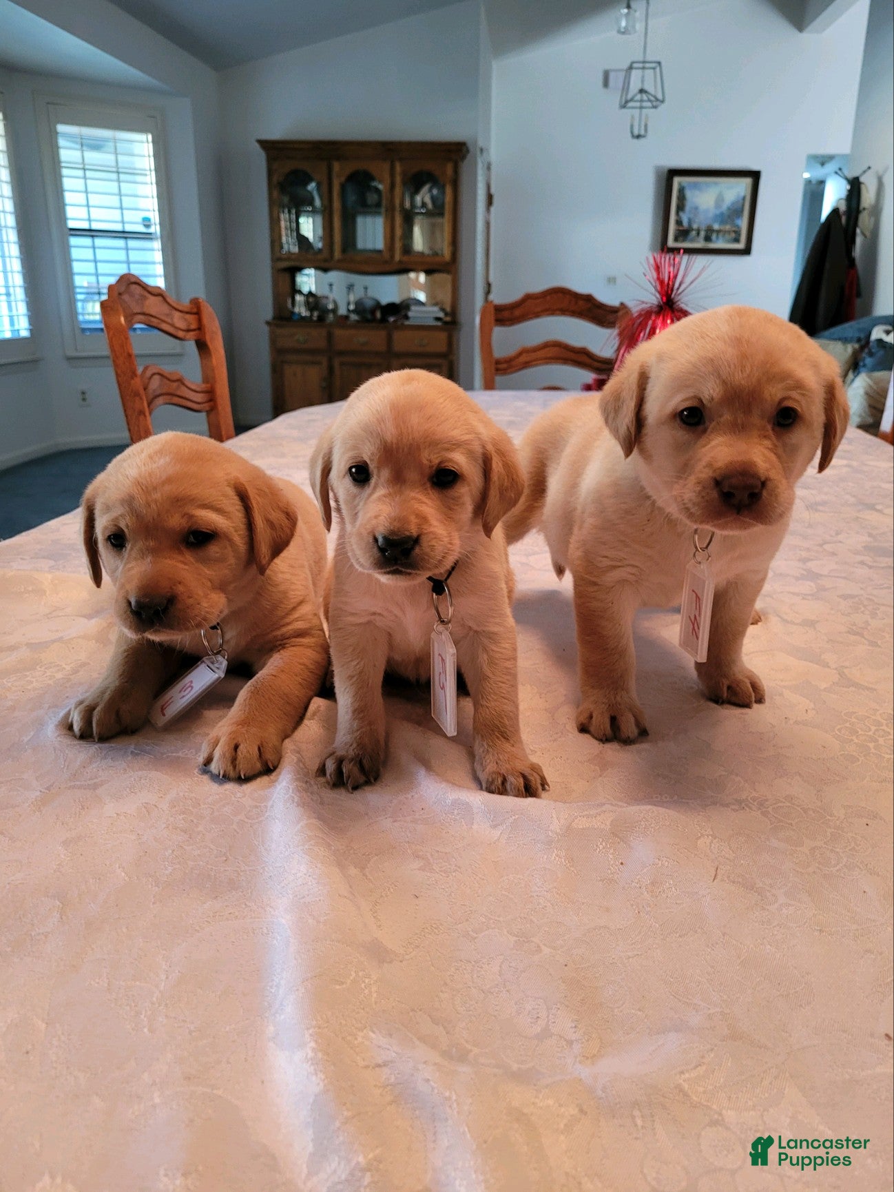 Labrador Retriever dogs Labrador Retriever Puppy 6 - Ad 1