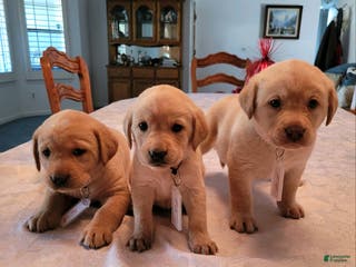 Labrador Retriever dogs Labrador Retriever Puppy 6 - Ad 3