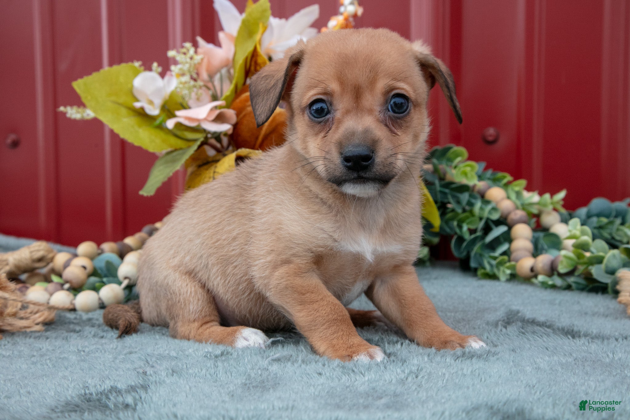 Jack Chi dogs Landon - Ad 2