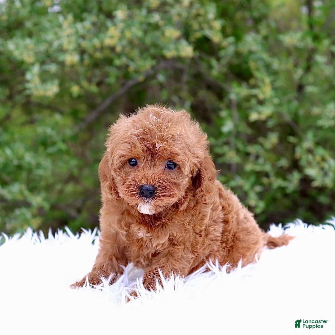 Cavapoo dogs for sale: Mr. Rambo - Ad 2