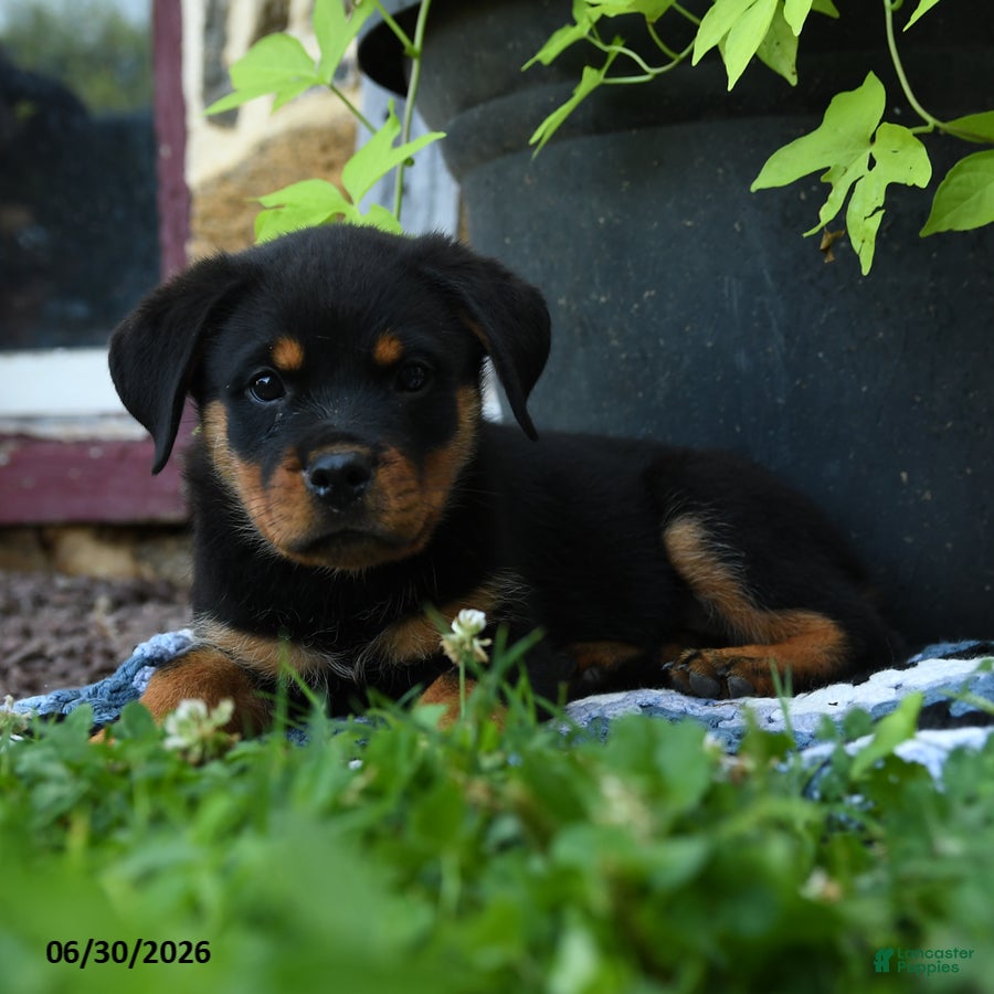 Rottweiler dogs Journey - Ad 1