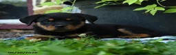 Rottweiler dogs for sale: Journey - Ad 1