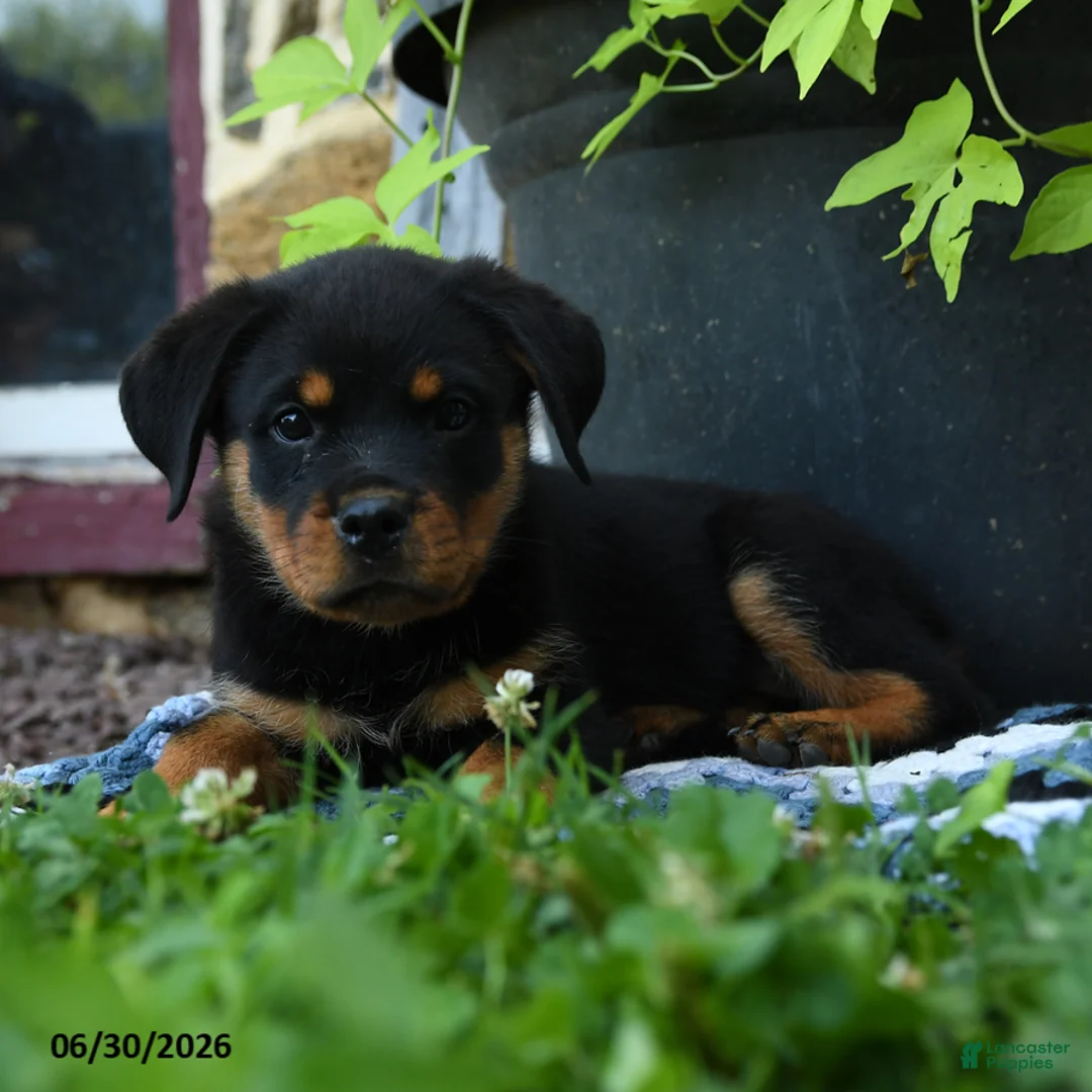 Rottweiler dogs for sale: Journey - Ad 1